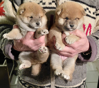 Les chiots de Shiba