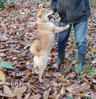 Les chiots de Shiba