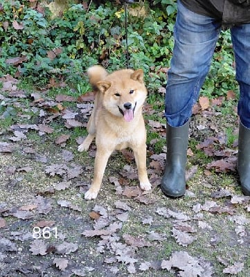Les chiots de Shiba