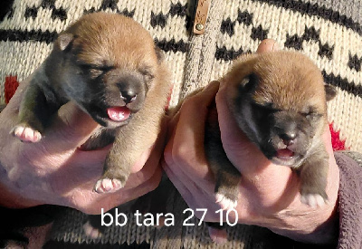 Les chiots de Shiba