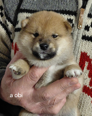 Les chiots de Shiba