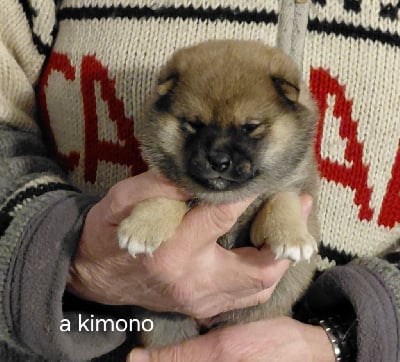 Les chiots de Shiba
