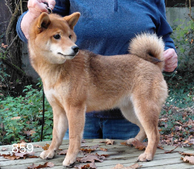 Les chiots de Shiba