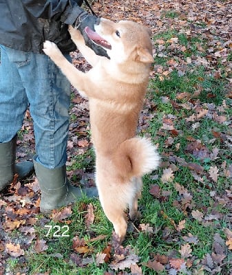 Les chiots de Shiba