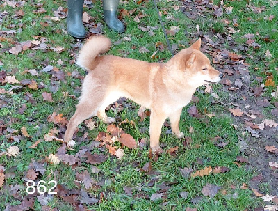 Les chiots de Shiba