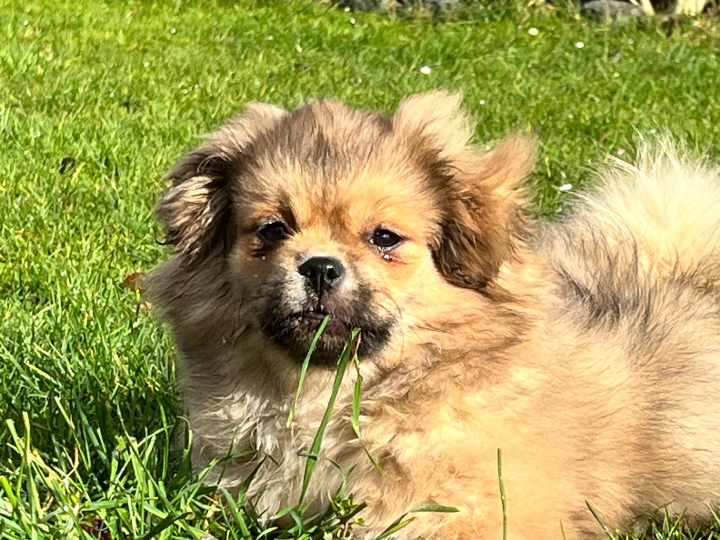 Publication : du Fond Touyen Auteur : De cooman