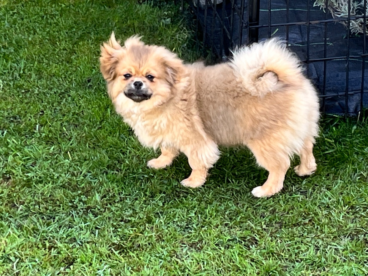 Alysse De La Baie Des Samariens