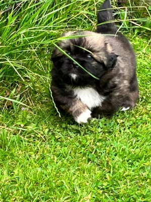Les chiots de Epagneul tibetain