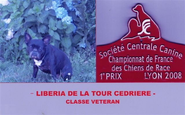 Liberia de la tour Cedriere