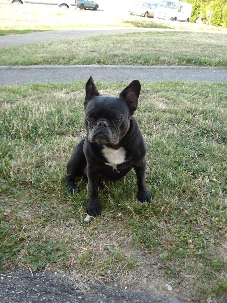 Liberia de la tour Cedriere