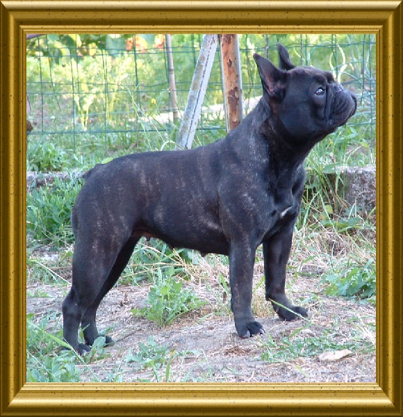 Publication : du Chant de l'Elfe