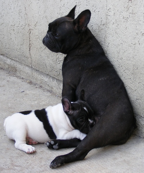 Publication : du Chant de l'Elfe