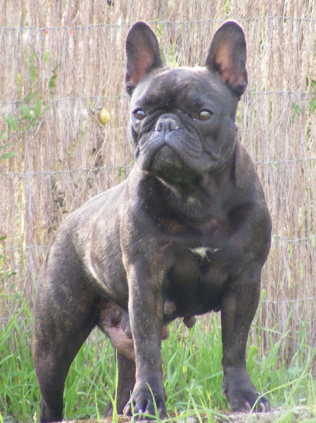 Publication : du Chant de l'Elfe