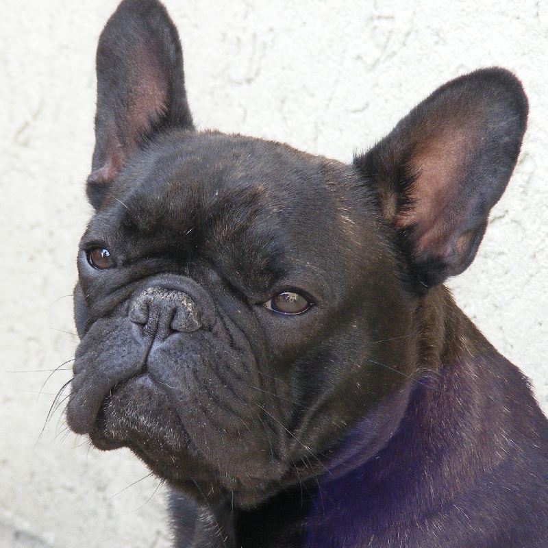 Publication : du Chant de l'Elfe