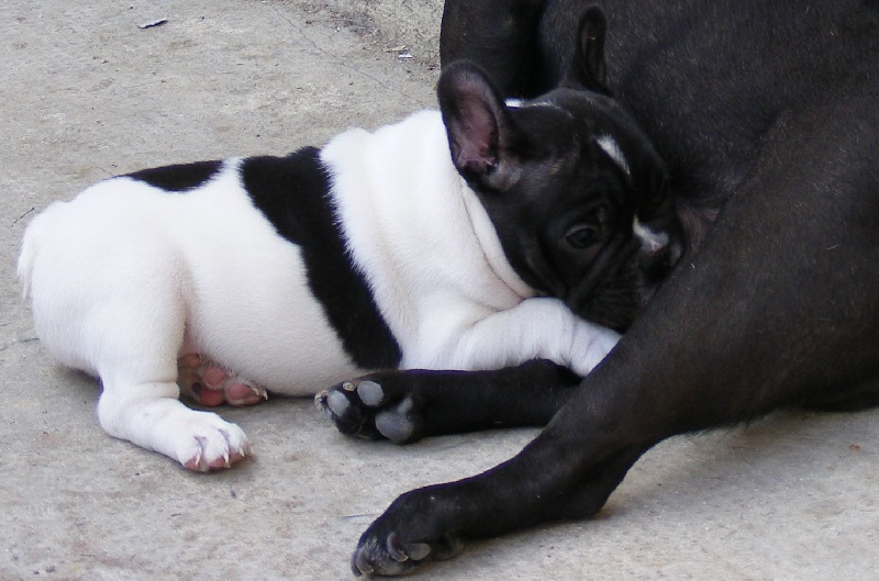 Publication : du Chant de l'Elfe