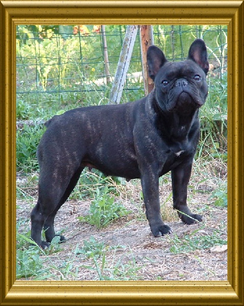 Publication : du Chant de l'Elfe