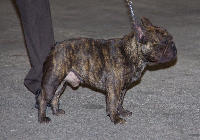 cheek-bull Orko - 4 ème excellent