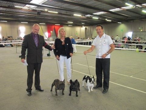 cheek-bull Orko - CACS CACIB MDR