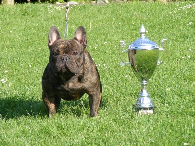 cheek-bull Orko - 1er Excellent + CACS + MEILLEUR DE RACE + MEILLEUR CHIEN DU GROUPE 9