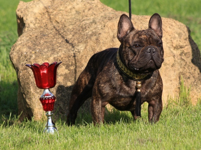 cheek-bull Orko - 1er Excellent CACL