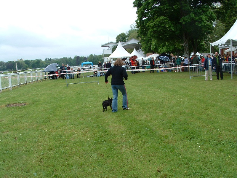 Veloutine Du bois de saint-cyr - Très prometteur classe Puppy