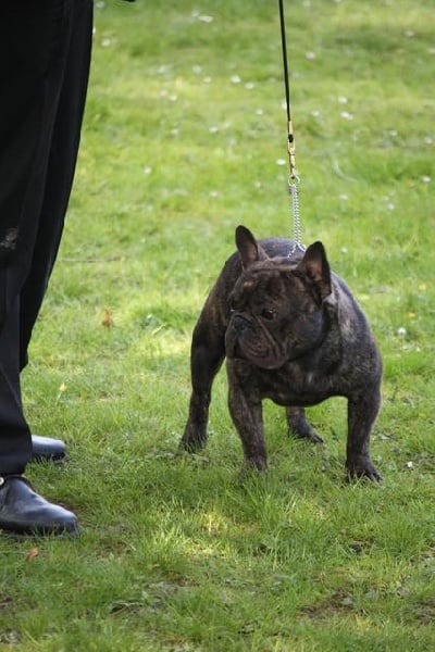 cheek-bull Orko - 2 ème exc sur 8 + TAN