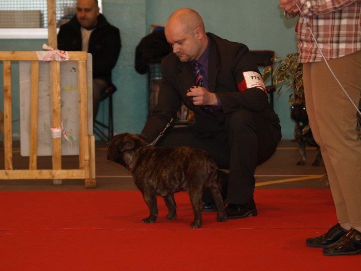 cheek-bull Orko - 1er excellent CACS