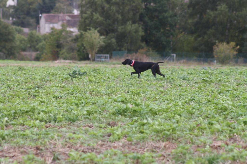 Publication : des Plaines de la Chapelle