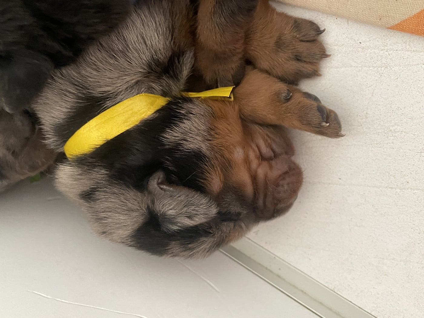 Jaune - Berger de Beauce