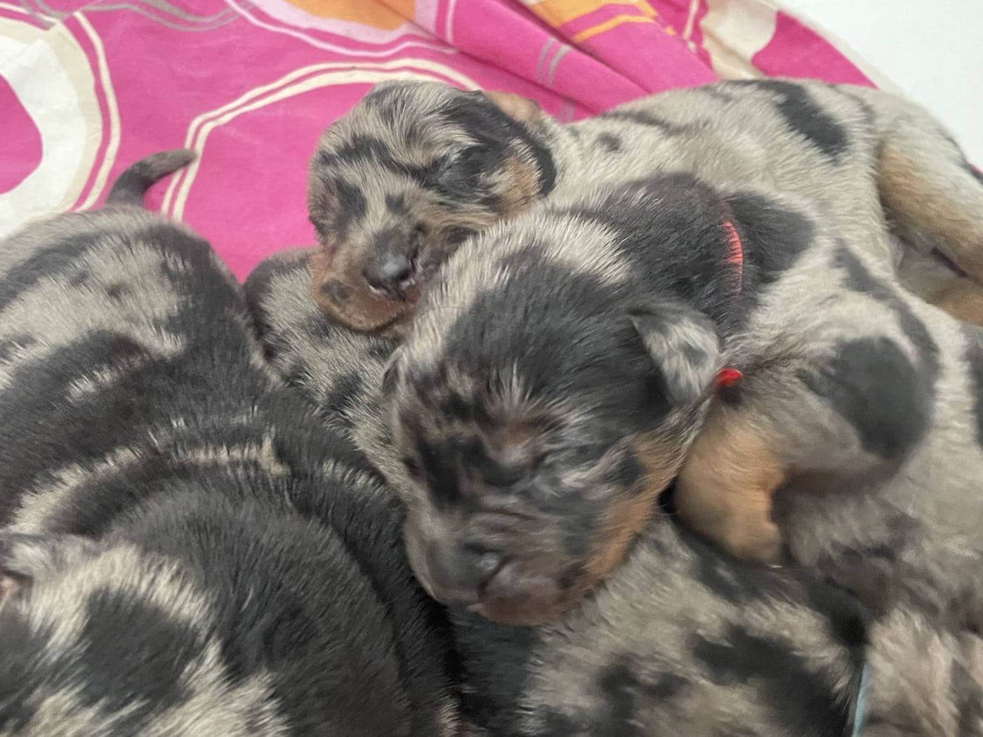 Rouge - Berger de Beauce