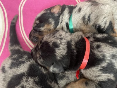 Les chiots de Berger de Beauce