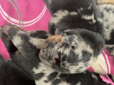 Les chiots de Berger de Beauce