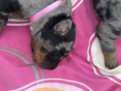 Les chiots de Berger de Beauce