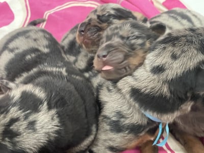 Les chiots de Berger de Beauce