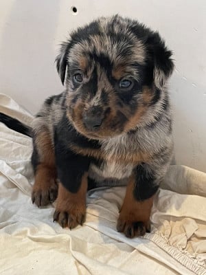 Les chiots de Berger de Beauce