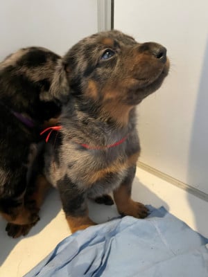 Les chiots de Berger de Beauce