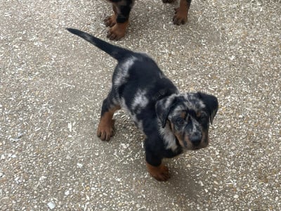 Les chiots de Berger de Beauce