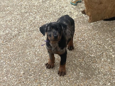 Les chiots de Berger de Beauce