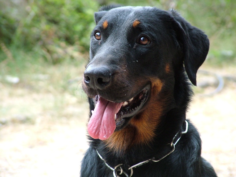 Publication : des templiers de montfort Auteur : moi même