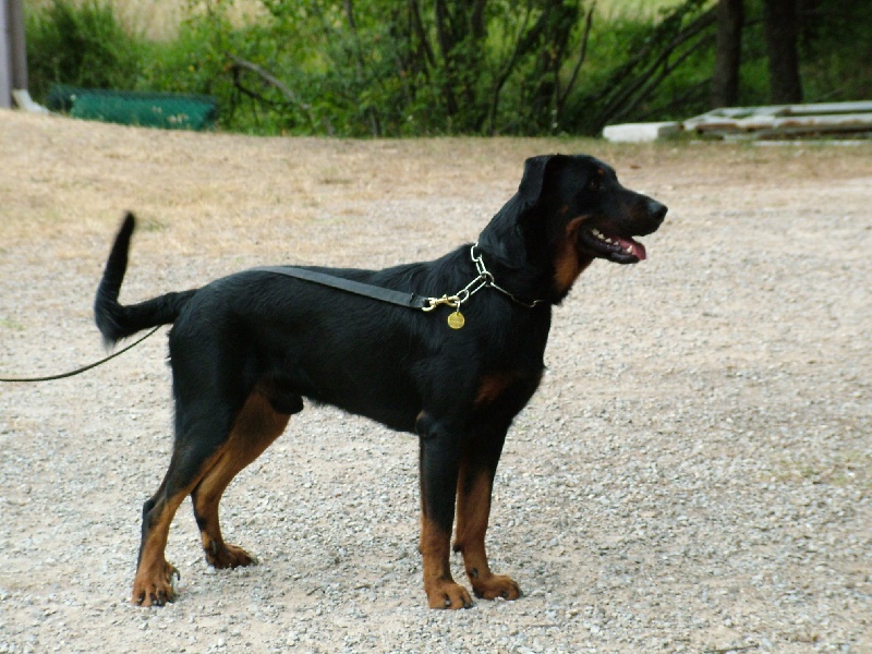 Publication : des templiers de montfort Auteur : moi même