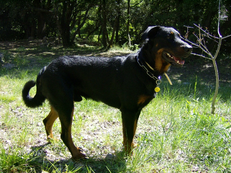 Publication : des templiers de montfort Auteur : moi même