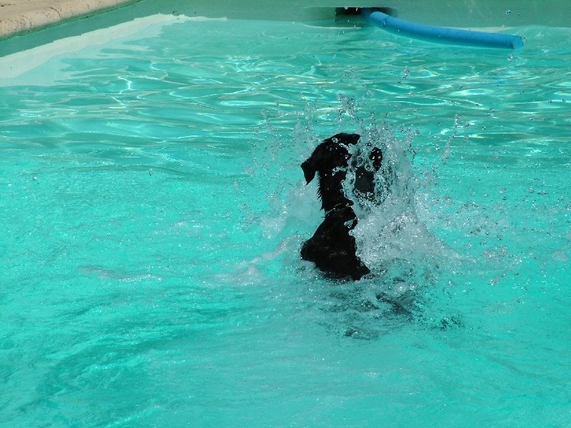 Publication : des templiers de montfort Auteur : moi même