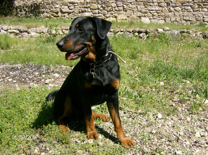 Publication : des templiers de montfort Auteur : moi même