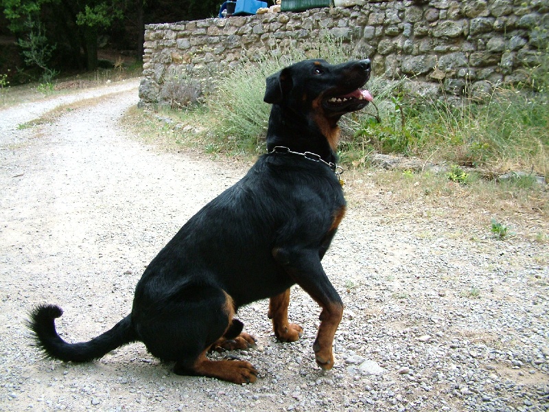 Bacchus de la fontaine au cresson - 2ème excellent classe ouverte