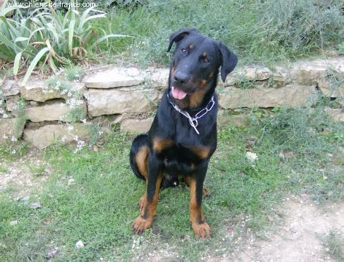 Bacchus de la fontaine au cresson - 1er ex classe jeune