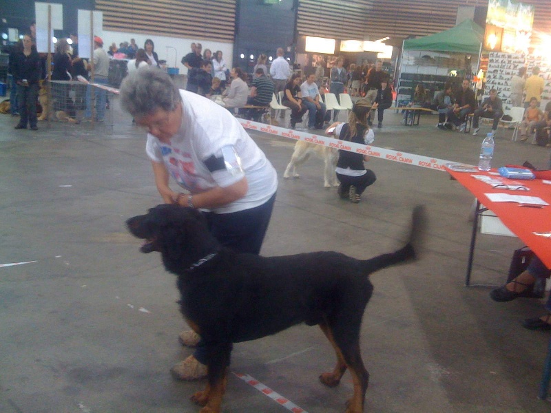 Bacchus de la fontaine au cresson - 5ème EX juge Multirace