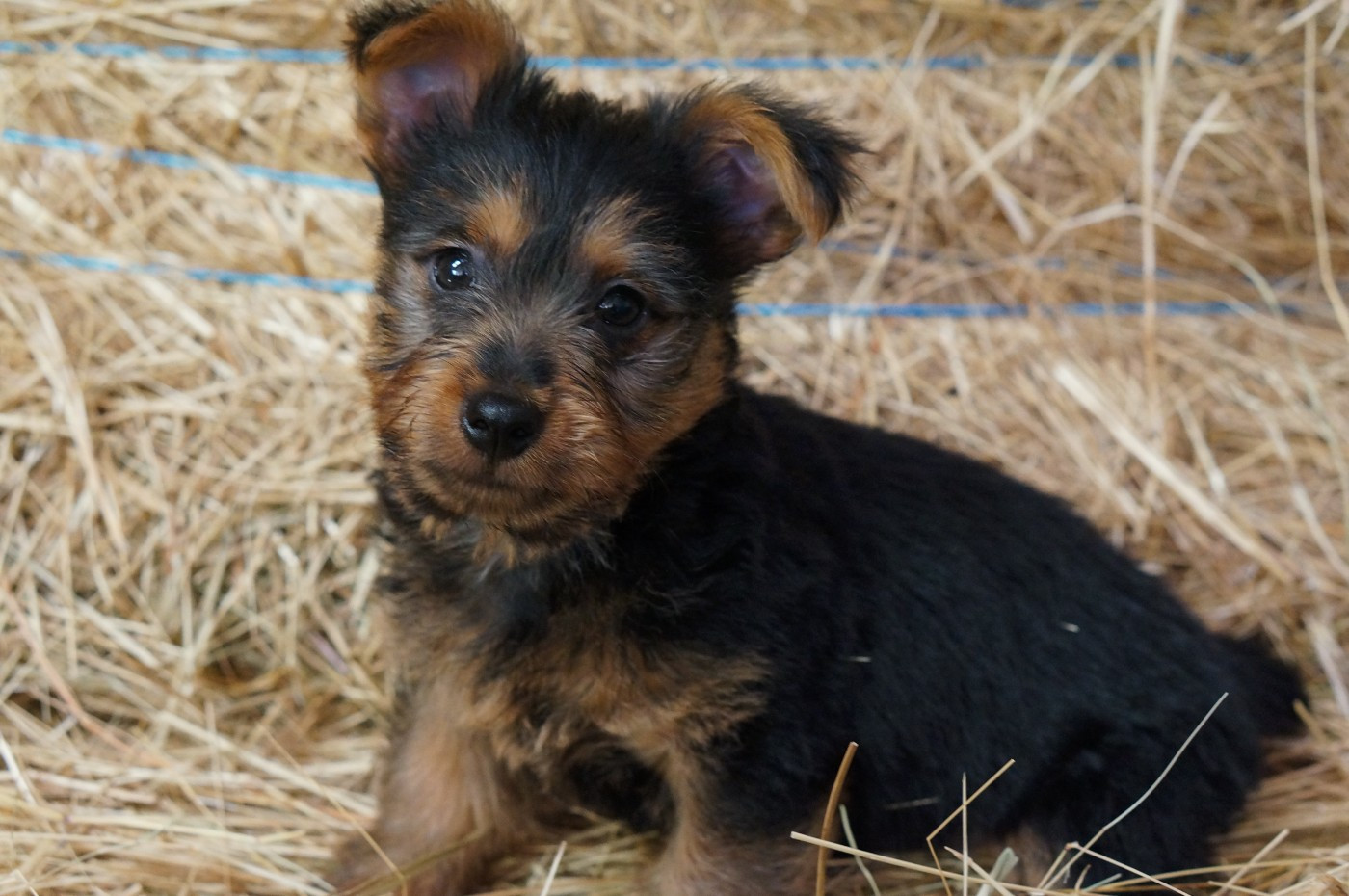 MALE - Australian Terrier