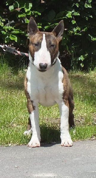 Publication : Du mas des rêves Auteur : mas des reves