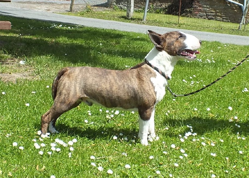 Publication : Du mas des rêves Auteur : mas des reves