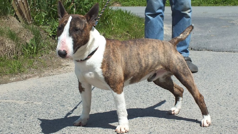 Publication : Du mas des rêves Auteur : mas des reves